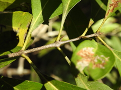 Notelaea punctata
