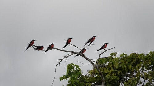 Rosy Bee-eater