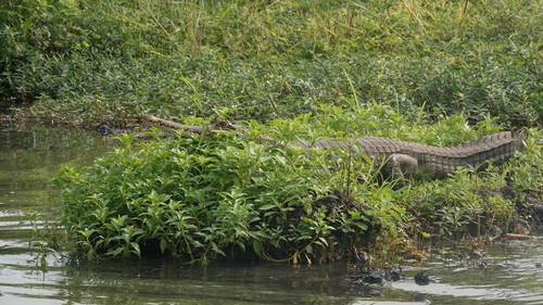 Central African slender-snouted crocodile