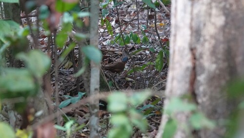 Blue-headed Wood-Dove