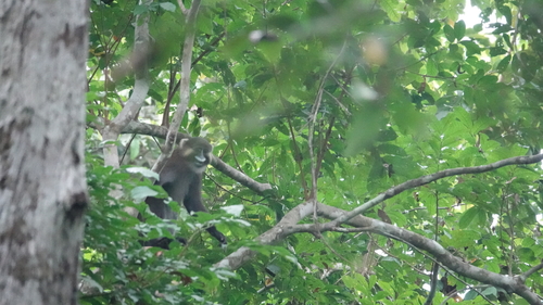 Moustached Monkey