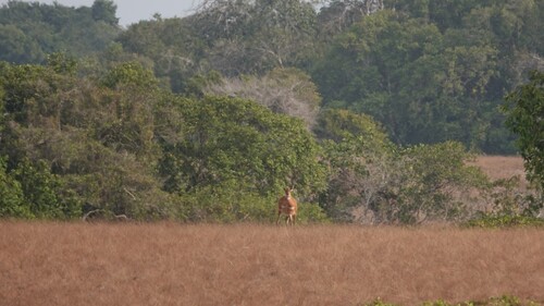 Sitatunga