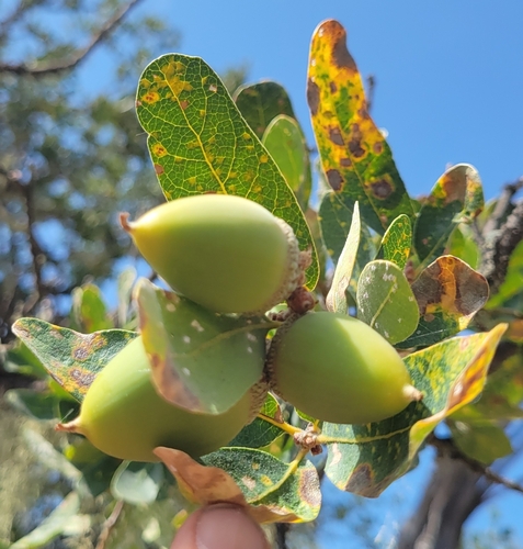 iNaturalist observation photo of Dumosae