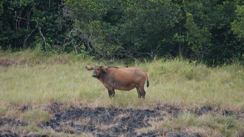 Forest Buffalo