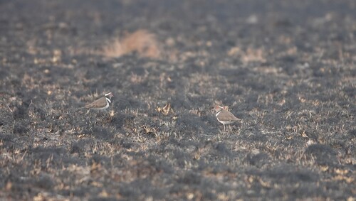 Forbes's Plover