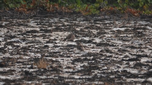 Emerald-spotted Wood-Dove