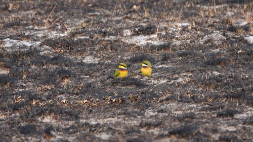 Blue-breasted Bee-eater