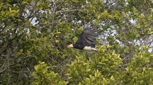 Congo Pied Hornbill