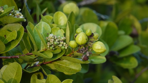 Cocoplum