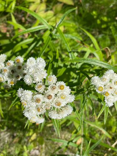 pearly everlasting