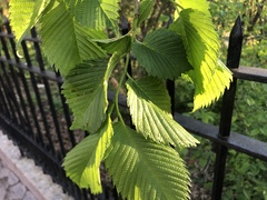 Ulmus
