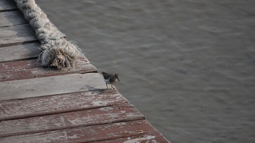 Common Sandpiper