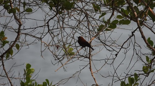 Copper Sunbird