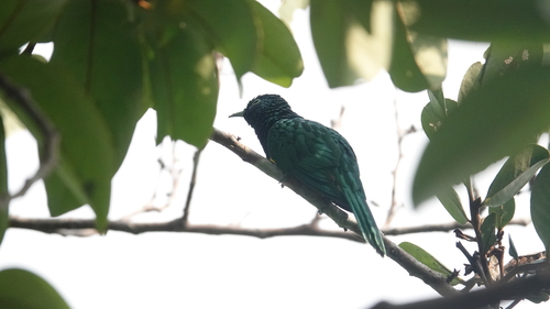 African Emerald Cuckoo