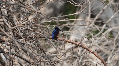 Shining-blue Kingfisher