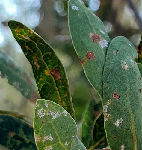 iNaturalist observation photo of Microstroma album