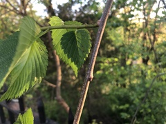 Ulmus