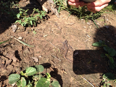 Sceloporus variabilis marmoratus