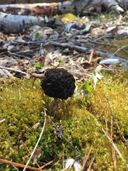 Morchella angusticeps