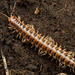 Paradoxosomatidae - Photo (c) Ryosuke Kuwahara, algunos derechos reservados (CC BY-NC), uploaded by Ryosuke Kuwahara