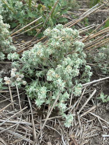 Gnaphalium palustre, photograph 3