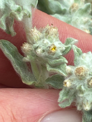 Gnaphalium palustre, photograph (c) Eric Lamb, some rights reserved (CC BY)