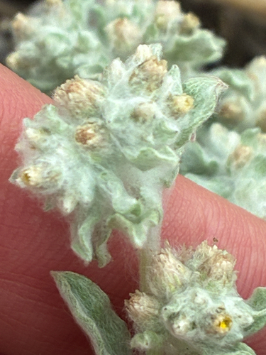 Gnaphalium palustre, photograph 5