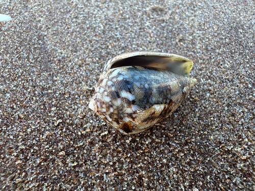 Conus victoriae observed 2026-08-15