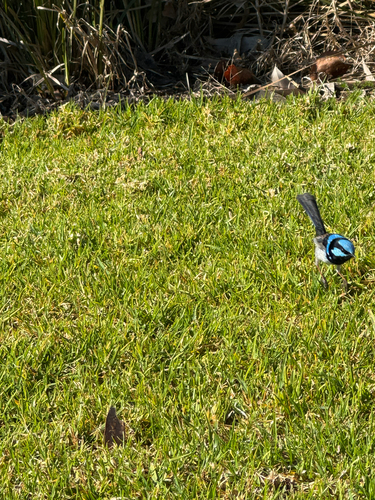Superb Fairywren