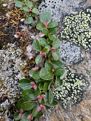 Salix nivalis, photograph 2