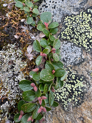 (c) Caleb Catto, some rights reserved (CC BY) Salix nivalis, photograph (c) Caleb Catto, some rights reserved (CC BY)