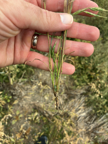 Bromus japonicus, photograph 5