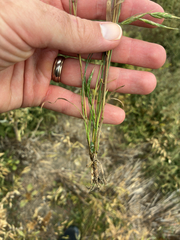 Bromus japonicus, photograph (c) Eric Lamb, some rights reserved (CC BY)