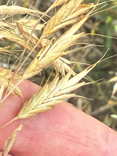 Bromus japonicus, photograph 4