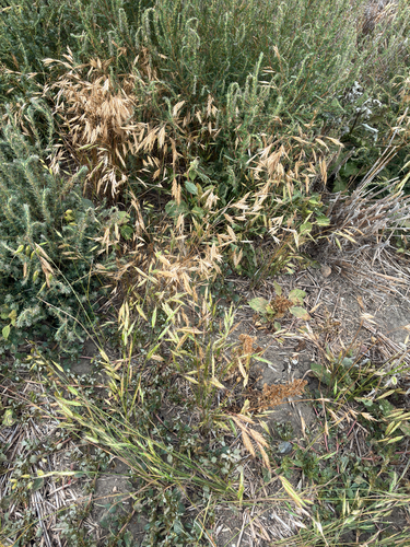 Bromus japonicus, photograph 6