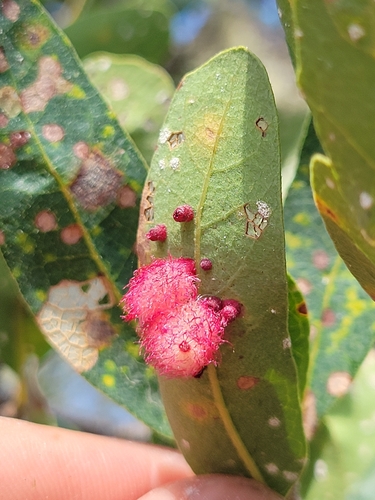 iNaturalist observation photo of Crystalline Gall Wasp