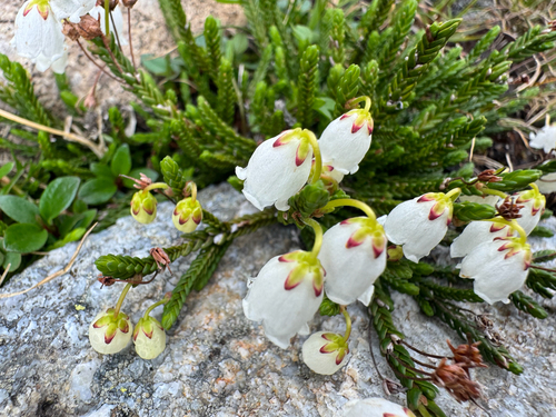 Cassiope mertensiana, photograph 6