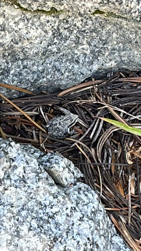 iNaturalist observation photo of Pacific chorus frog