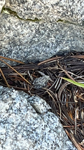 iNaturalist observation photo of Pacific chorus frog
