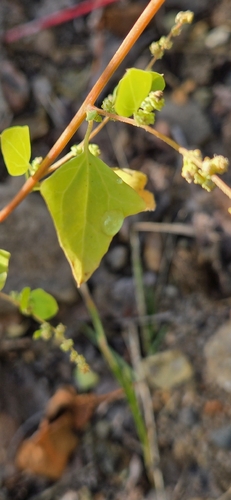 Fremont's goosefoot