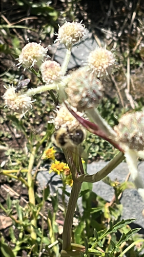 iNaturalist observation photo of Forest Bumble Bee