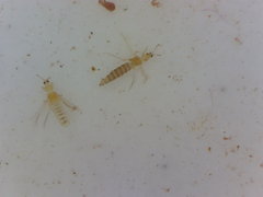 Thysanoptera