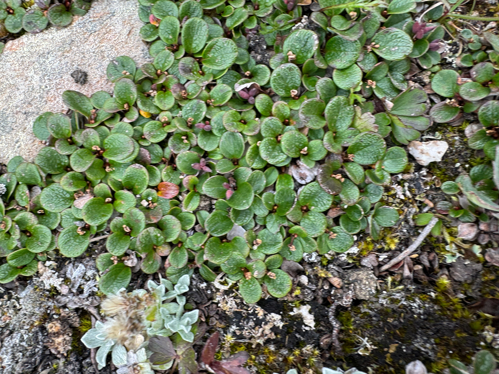 Salix nivalis; photograph (c) Caleb Catto, some rights reserved (CC BY)