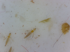 Thysanoptera