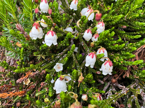 Cassiope mertensiana, photograph 5
