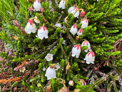 Cassiope mertensiana, photograph (c) Caleb Catto, some rights reserved (CC BY)