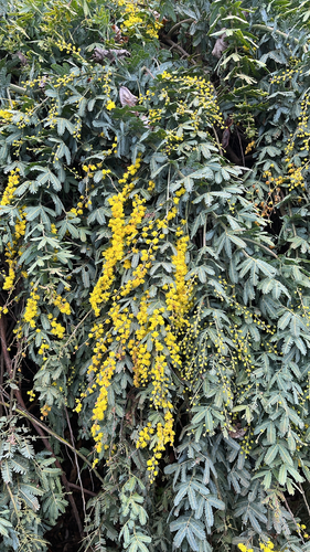 Cootamundra wattle