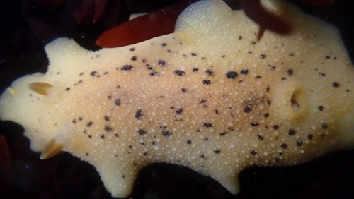 Heath's Dorid