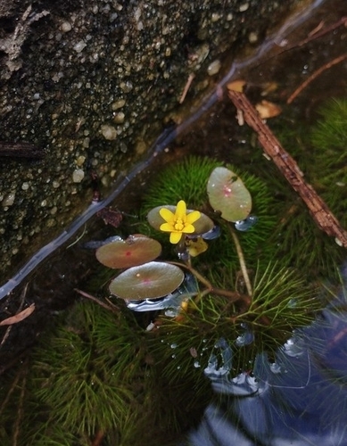 Cabomba aquatica
