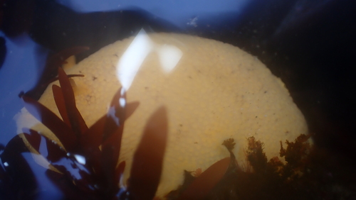 Noble Dorid